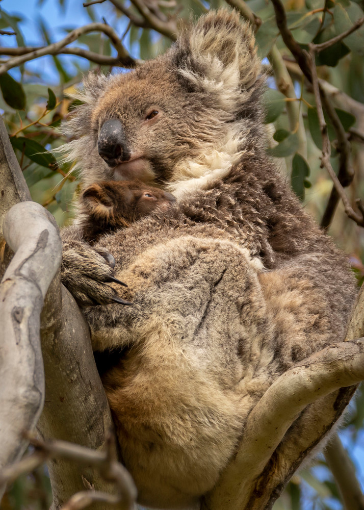 S00 A8986 Photography Art | Captured Adventure Photography