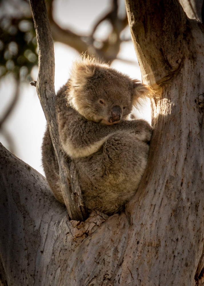 S00 A9145 Photography Art | Captured Adventure Photography