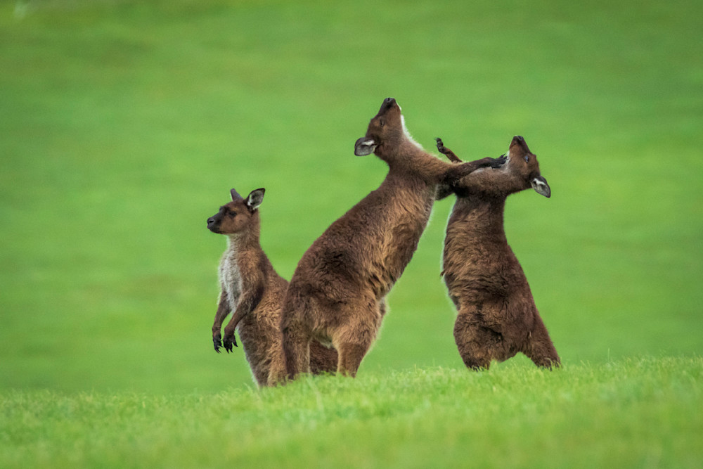 S00 A9921 Photography Art | Captured Adventure Photography