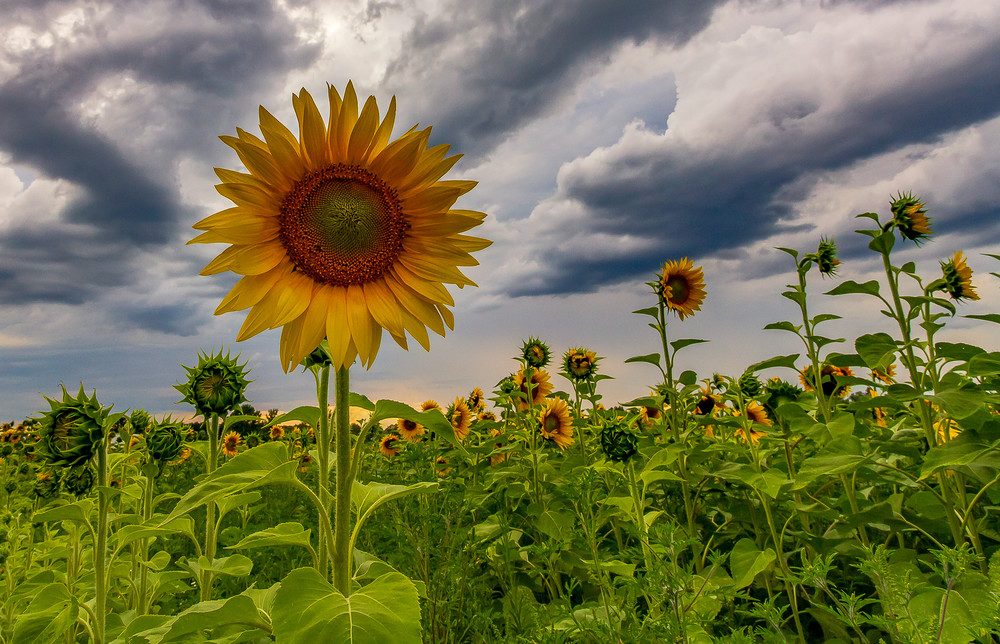 Sunflowers And Clouds Photography Art | Nelson Rudiak Photography 