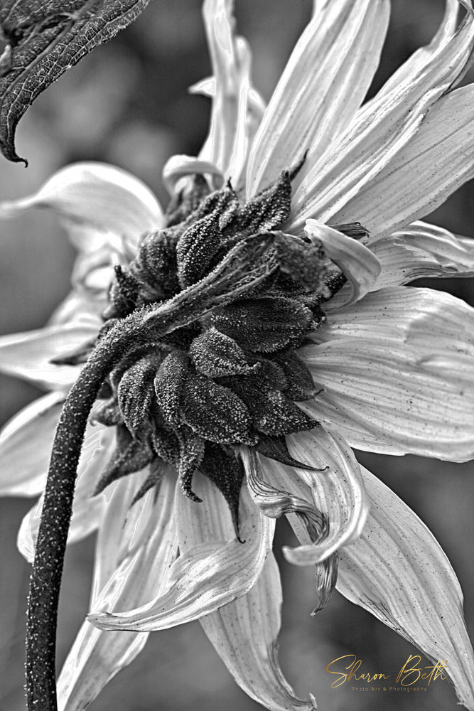 Sunflower From Behind  Art | Sharon Beth 
