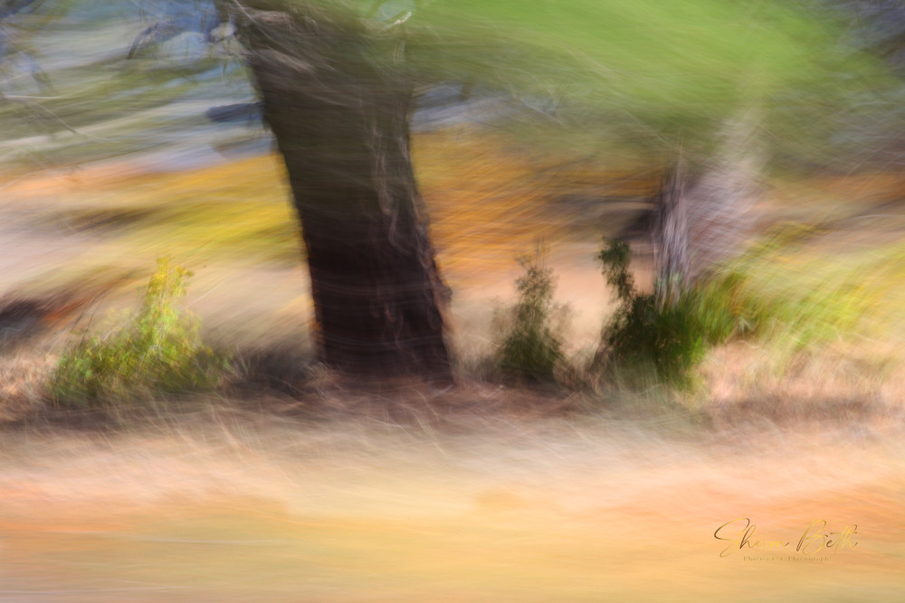 Impressionist Wind In The Trees  Art | Sharon Beth 
