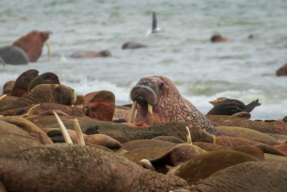 S00 A2561 Photography Art | Captured Adventure Photography