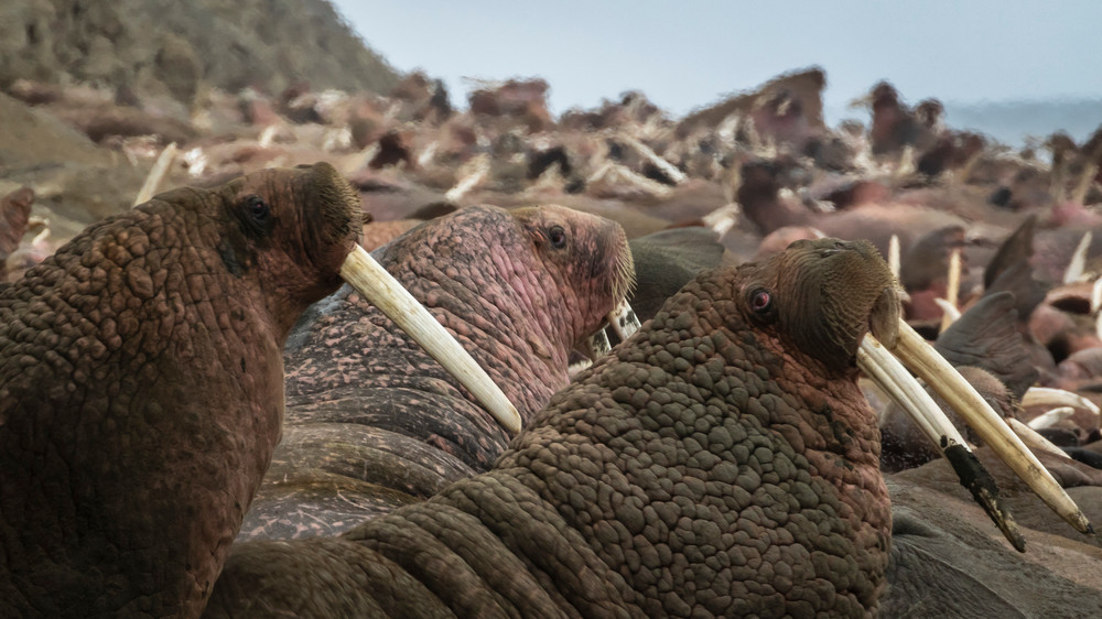 S00 A2664 1 Photography Art | Captured Adventure Photography