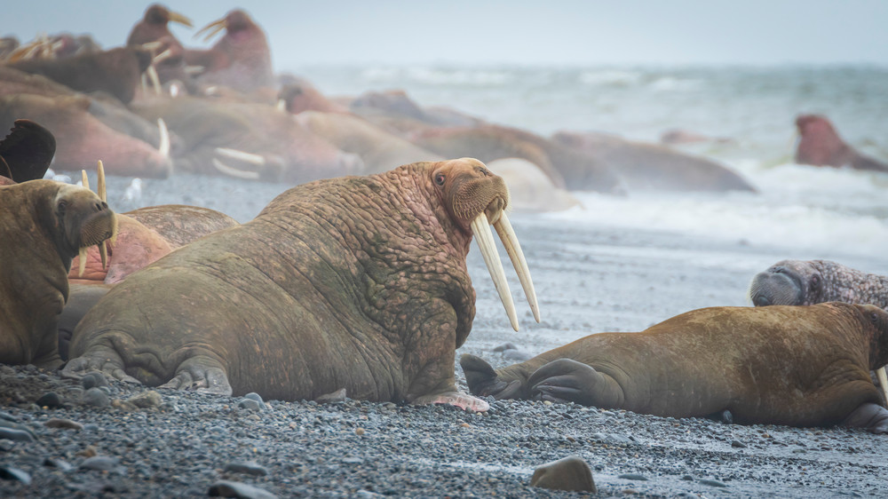 S00 A2845 Photography Art | Captured Adventure Photography