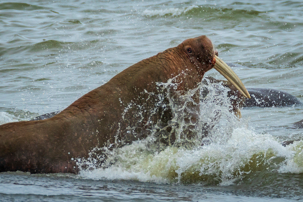 S00 A2955 Photography Art | Captured Adventure Photography