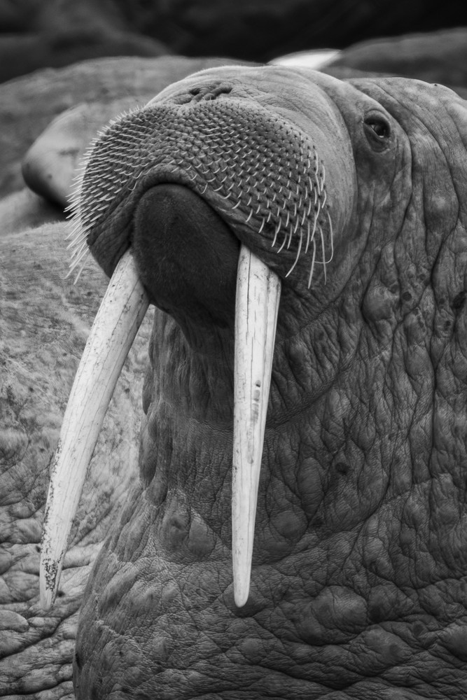 S00 A4324 Photography Art | Captured Adventure Photography