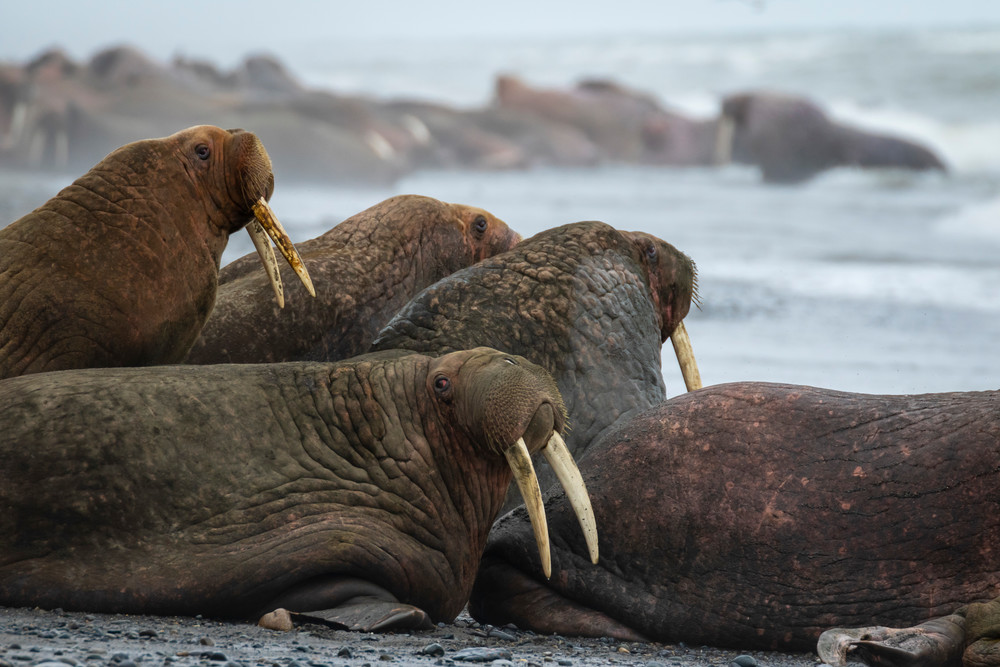 S00 A4730 Photography Art | Captured Adventure Photography