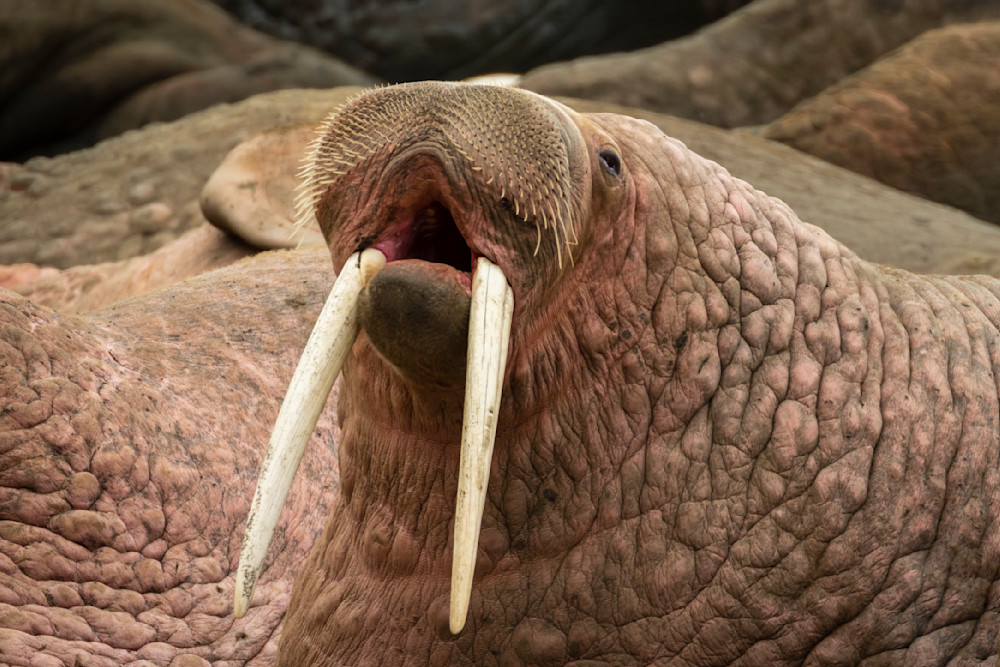 S00 A4286 Photography Art | Captured Adventure Photography