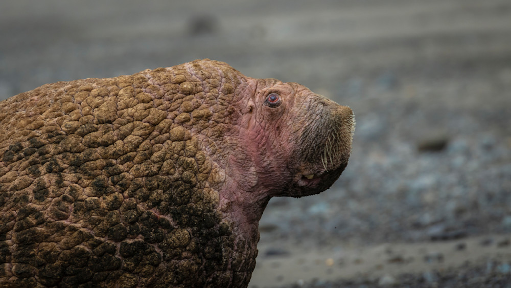 S00 A4758 Photography Art | Captured Adventure Photography