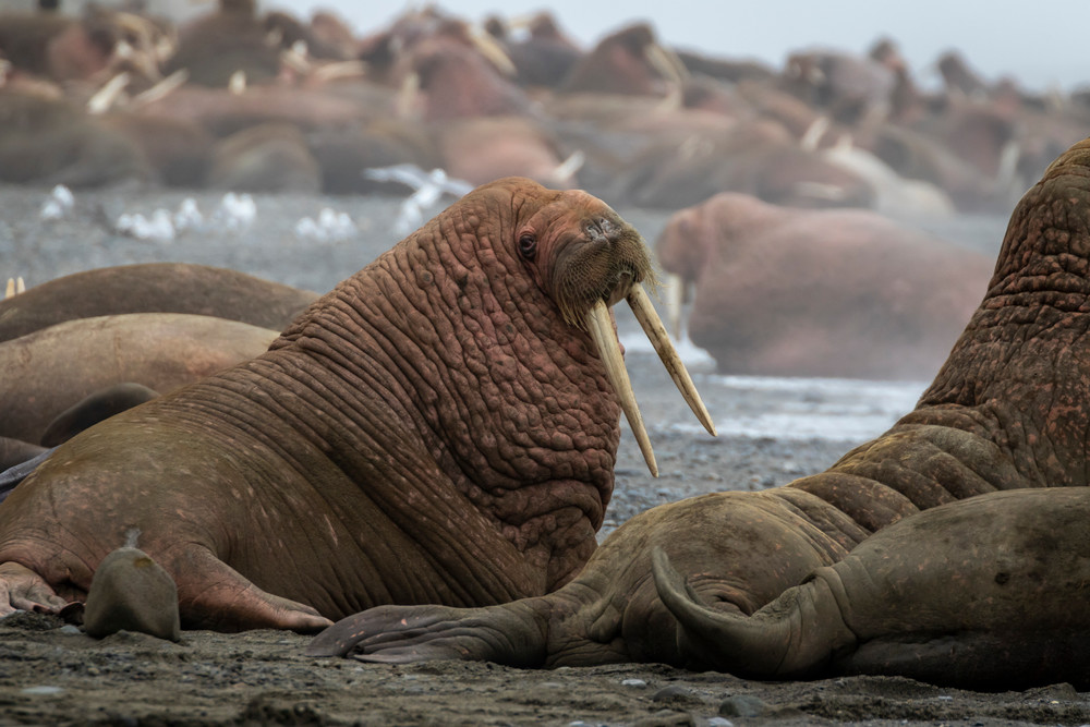 S00 A4751 Photography Art | Captured Adventure Photography