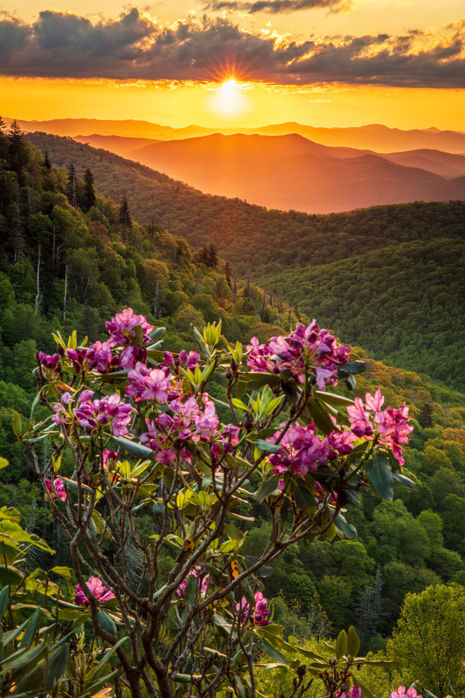 East Fork Rhodies Art | Red Rock Photography