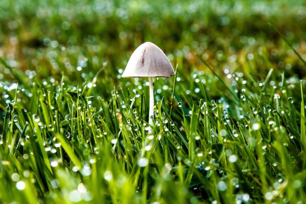 Mushroom Dew  Photography Art | Nelson Rudiak Photography 