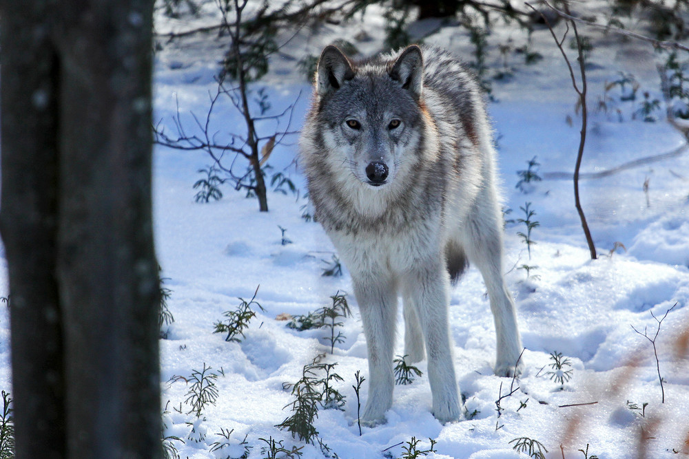 Wolf In Winter Photography Art | Nelson Rudiak Photography 
