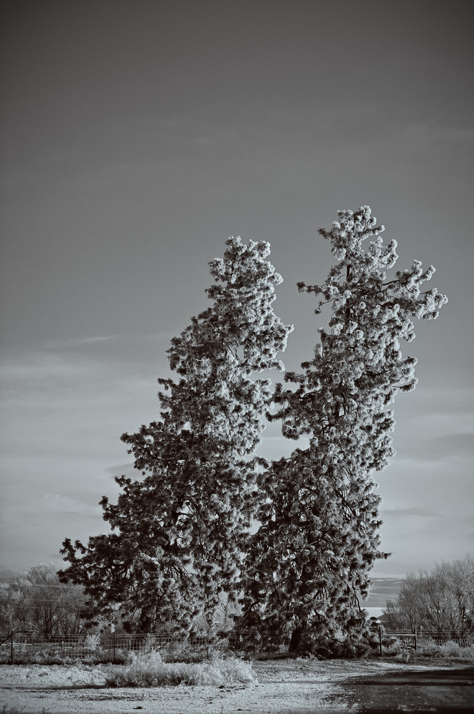Leaning Pine Trees, Umptanum Road - Ellensburg, Washington, 2011