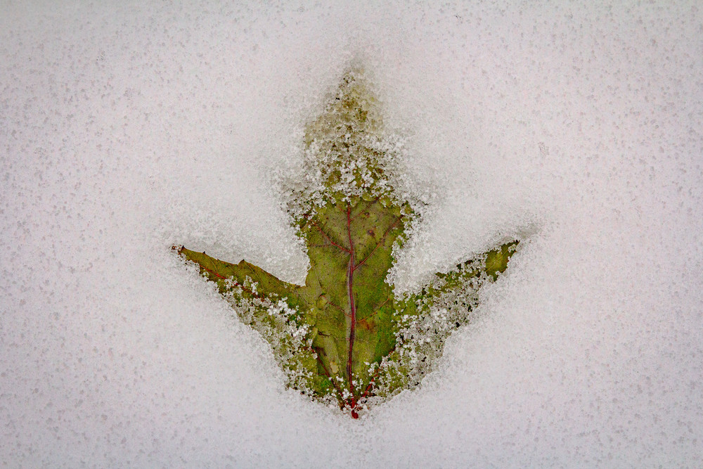 Leaf In Snow  Photography Art | Nelson Rudiak Photography 