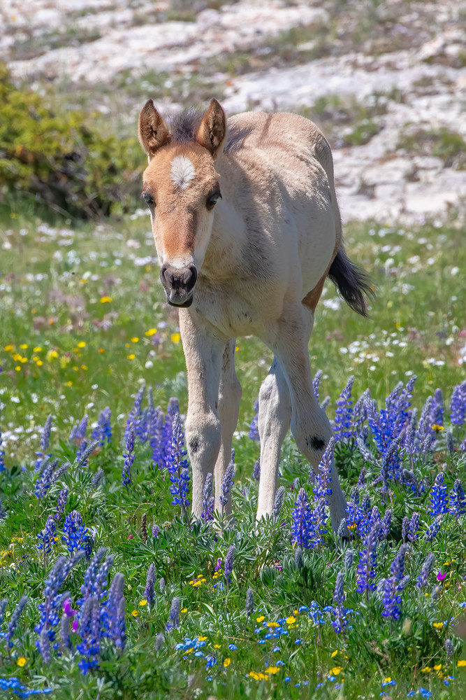 A foal invades the Lupines
