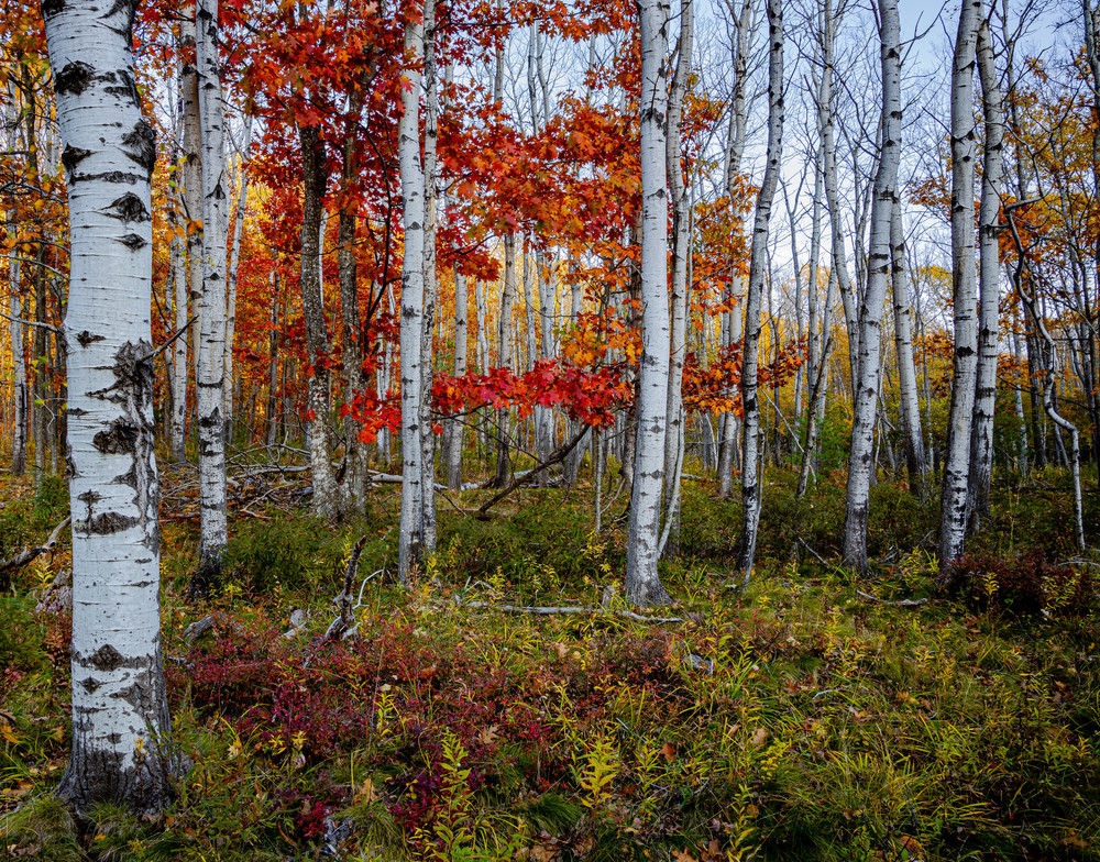 Birch Trees Photography Art | Nelson Rudiak Photography 