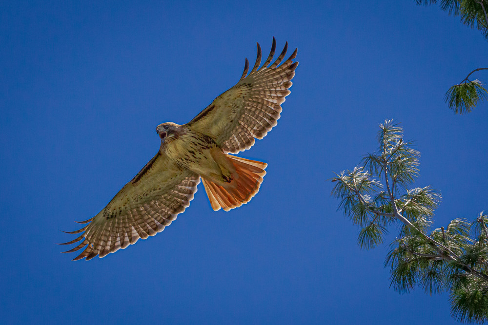 Hawk In Flight Photography Art | Nelson Rudiak Photography 