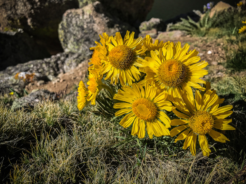 Soaking Up The Sun Photography Art | Majestic Mountain Photos
