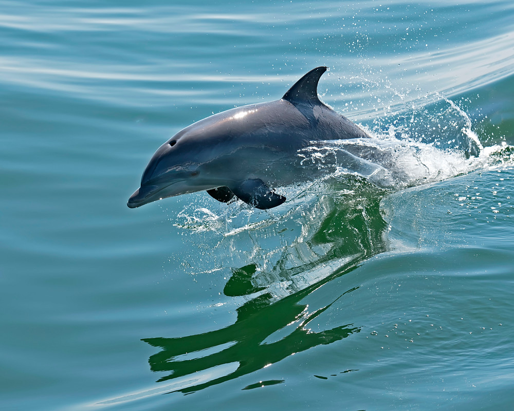 Breeching Dolphin, Janet Ogren