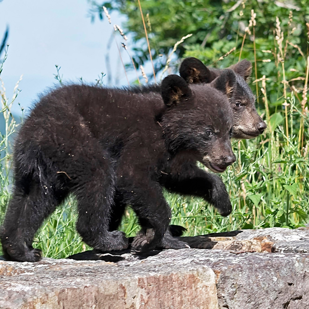 2 Cubs On Wall-black bear-janetogren.com