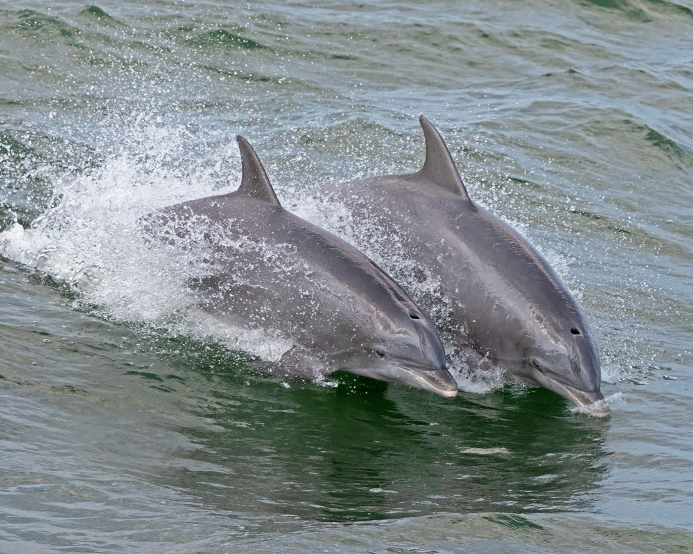 Synchronized  Dolphins-dolphin-janetogren.com