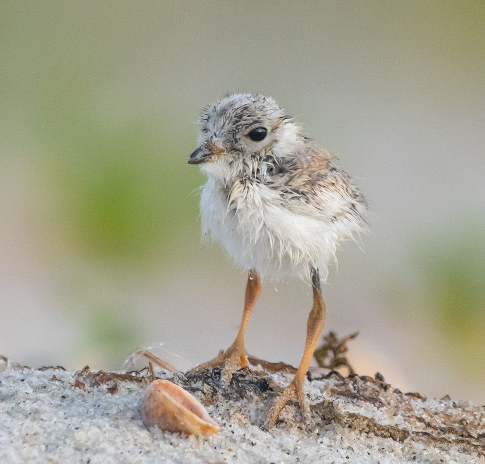 Piping Plover Chick Art | Sarah E. Devlin Photography