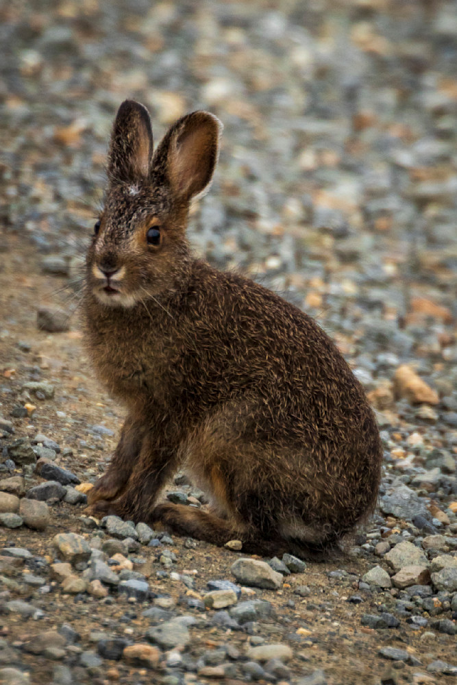 S00 A8770 Photography Art | Captured Adventure Photography