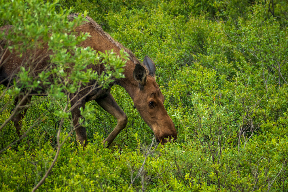 S00 A8830 Photography Art | Captured Adventure Photography