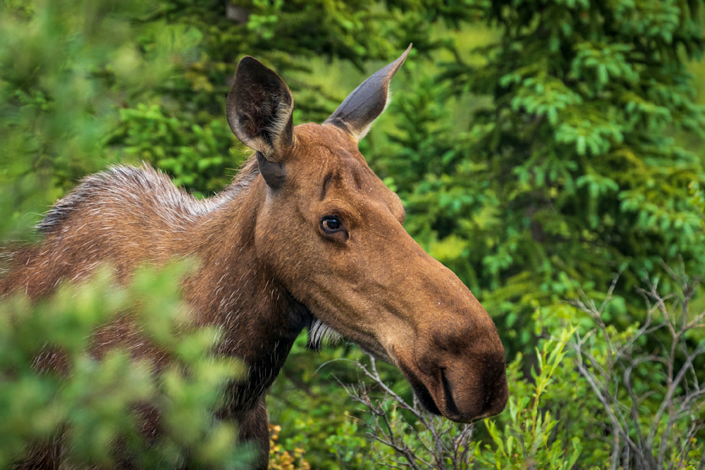 S00 A8948 Photography Art | Captured Adventure Photography