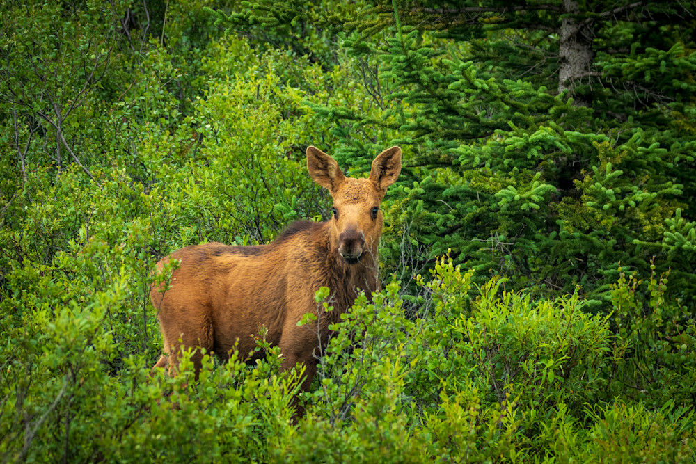 S00 A8890 Photography Art | Captured Adventure Photography