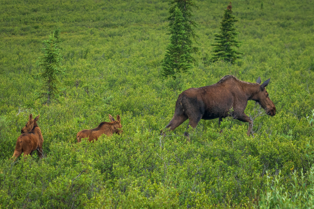 S00 A9016 Photography Art | Captured Adventure Photography