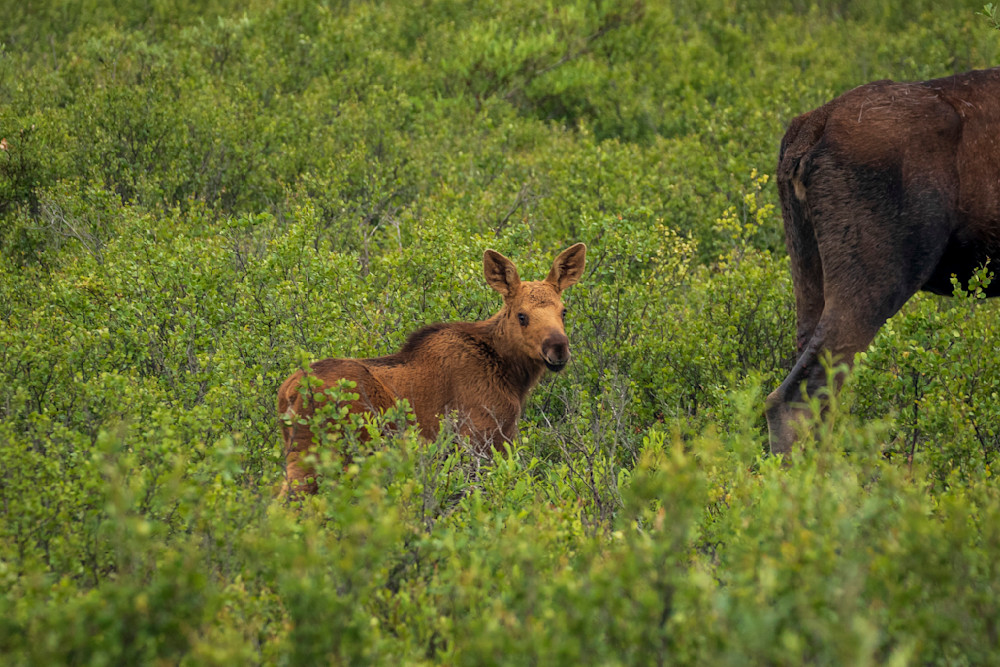 S00 A9032 Photography Art | Captured Adventure Photography