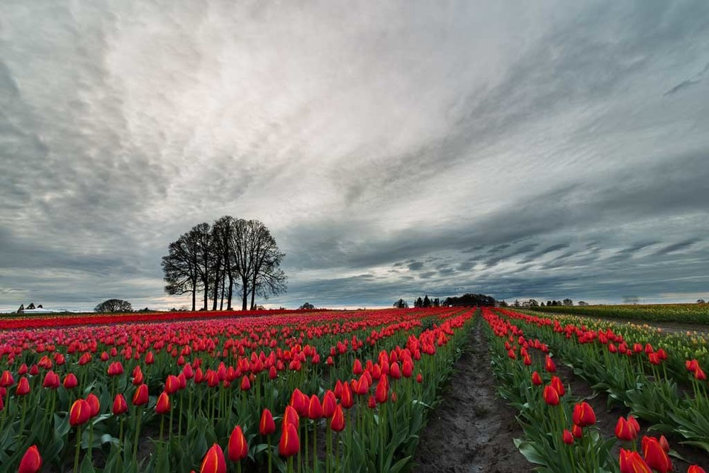 Tulip Farm 6 Of 2 Photography Art | Vldn Taylor Photography