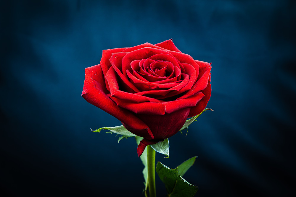 Red Rose Photography Art | Nelson Rudiak Photography 