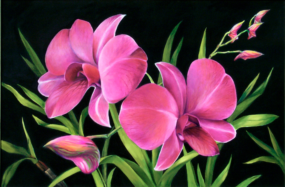 Pink Orchid Royalty Art | Nancy Tilles