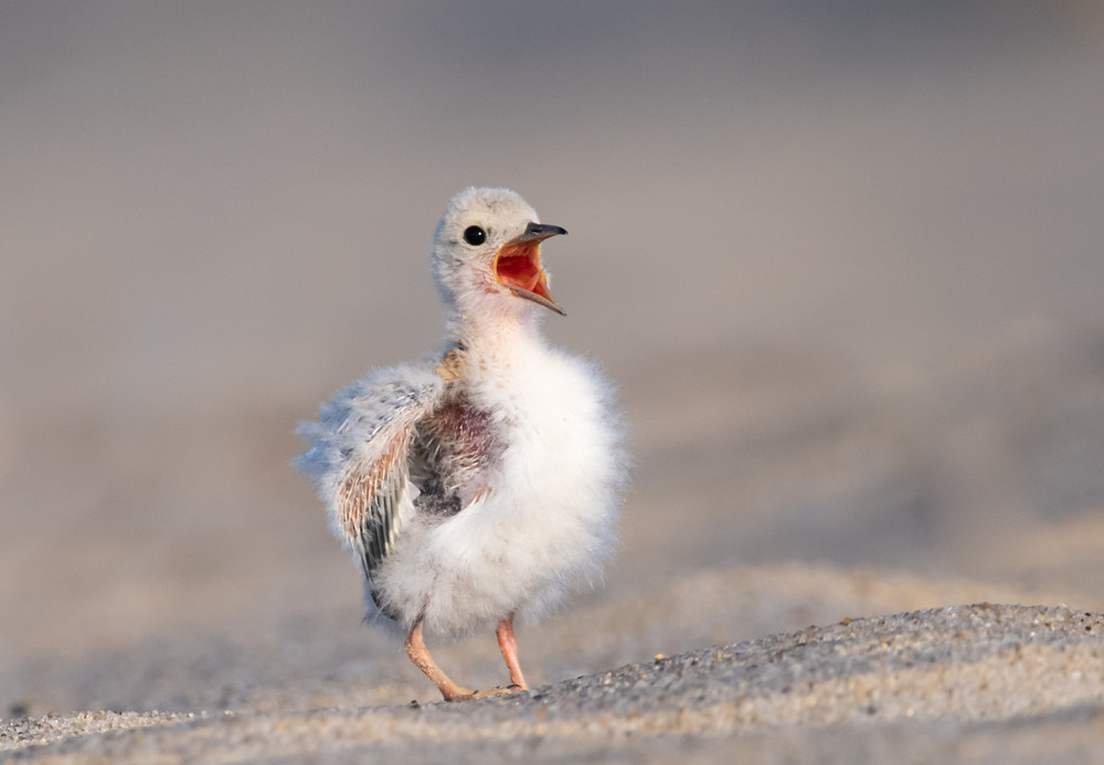 Least Tern Chick Calling Out Art | Sarah E. Devlin Photography