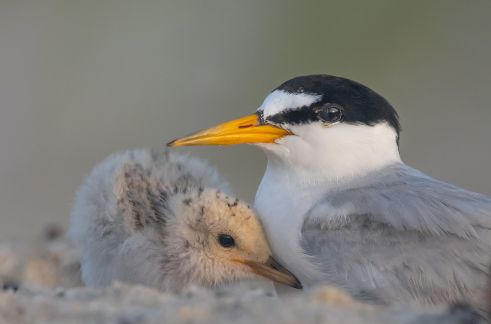 Least Tern With Chick Art | Sarah E. Devlin Photography