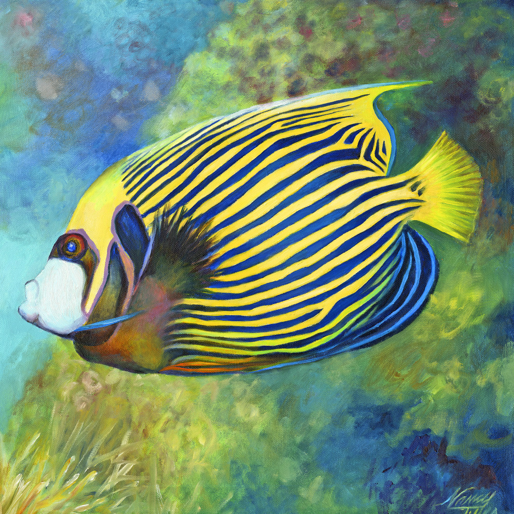 Emperor Angelfish Art | Nancy Tilles