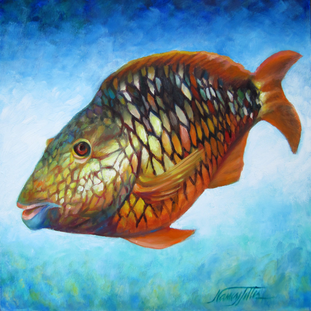 Juvenile Parrot Fish Art | Nancy Tilles