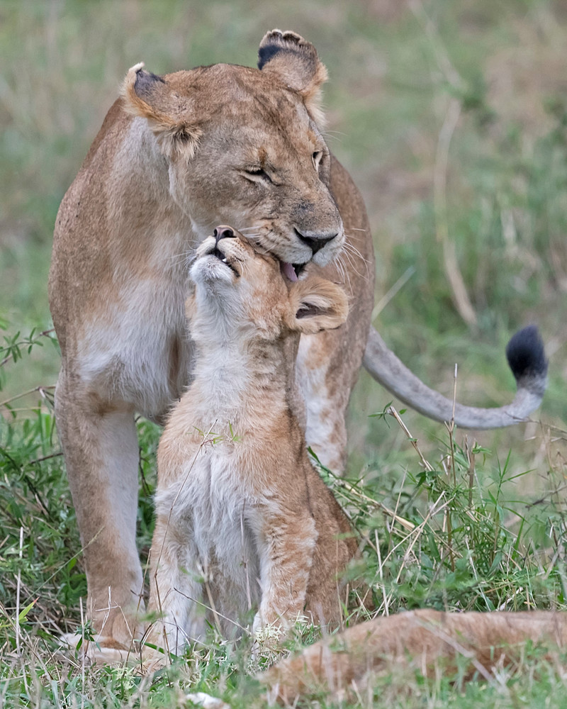 Love you Mom-lion-janetogren.com