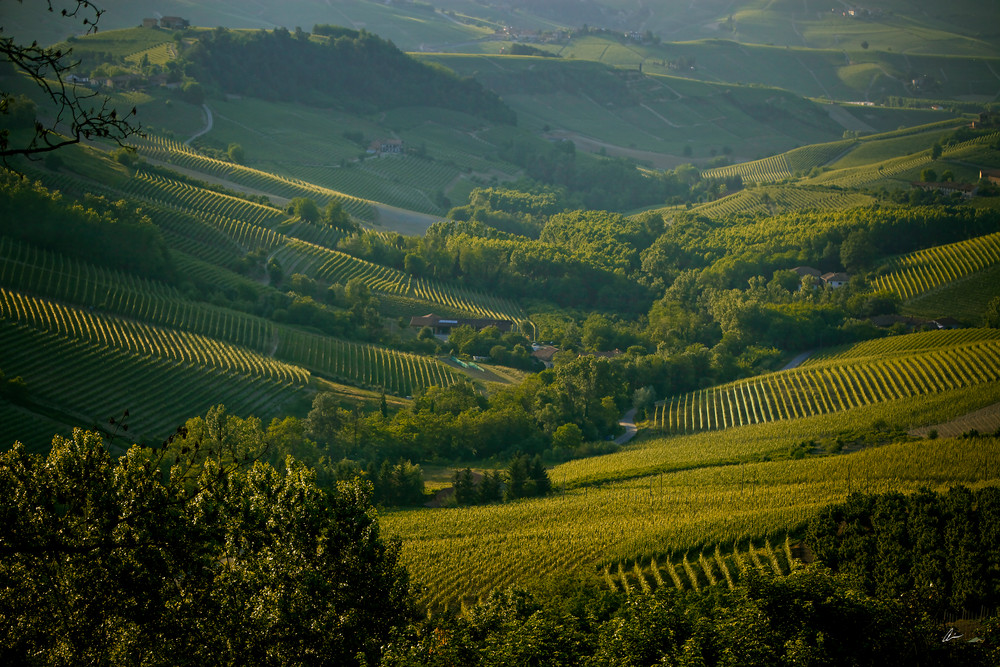Montforte D' Alba, Italy, Barolo Wine Photography Art | Audia Art