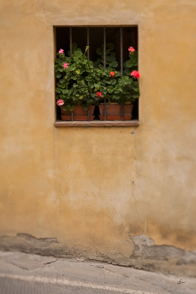 Window Of Flowers, Montalcino, Italy Photography Art | Audia Art