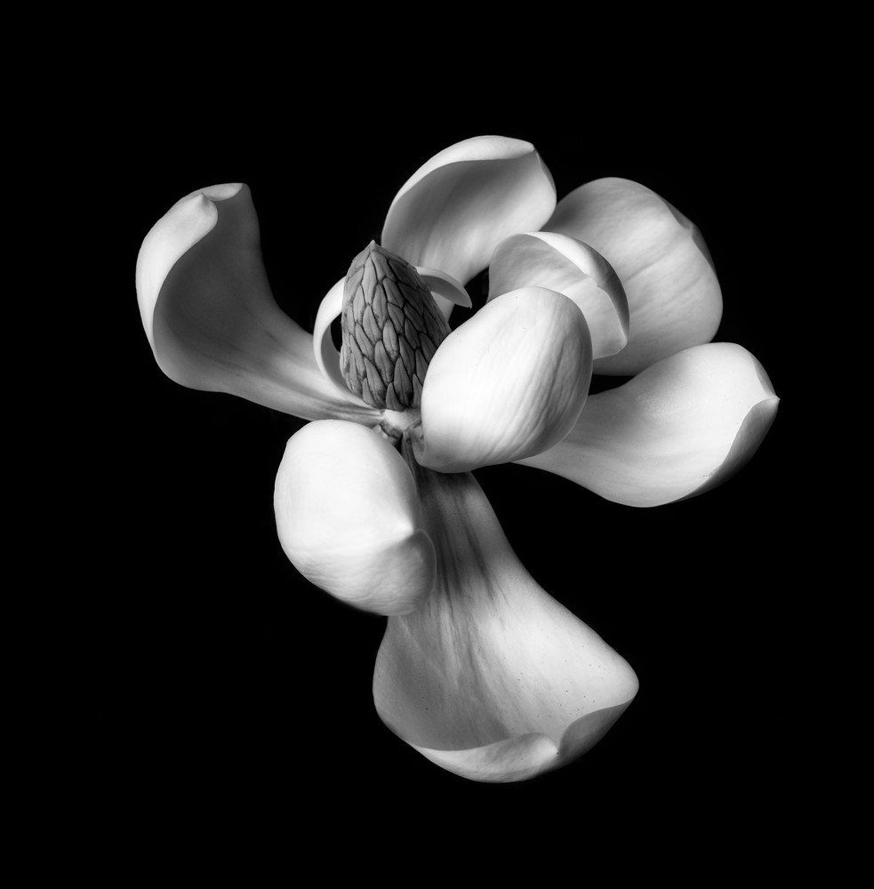 Monochrome Magnolia Photography Art | CSY Photography