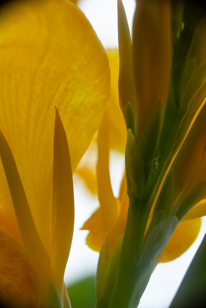 canna lily from below