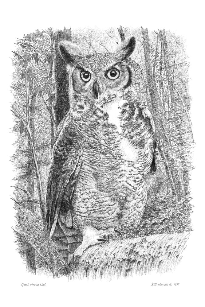 Great Horned Owl drawing by Bill Harrah, Wolf Run Studio