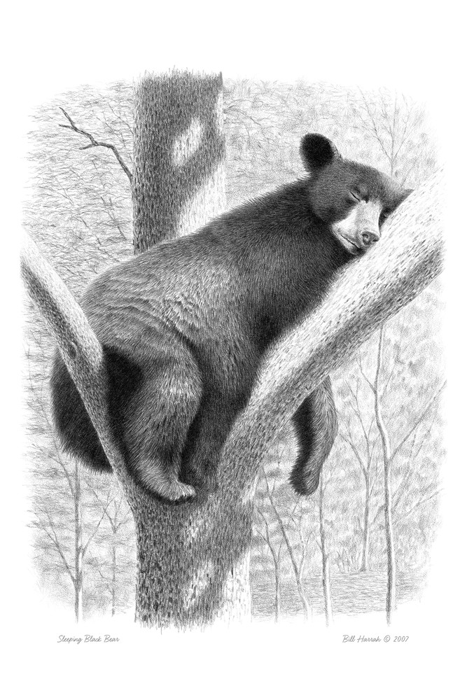 Pencil drawing of a Sleeping Black Bear by Bill Harrah