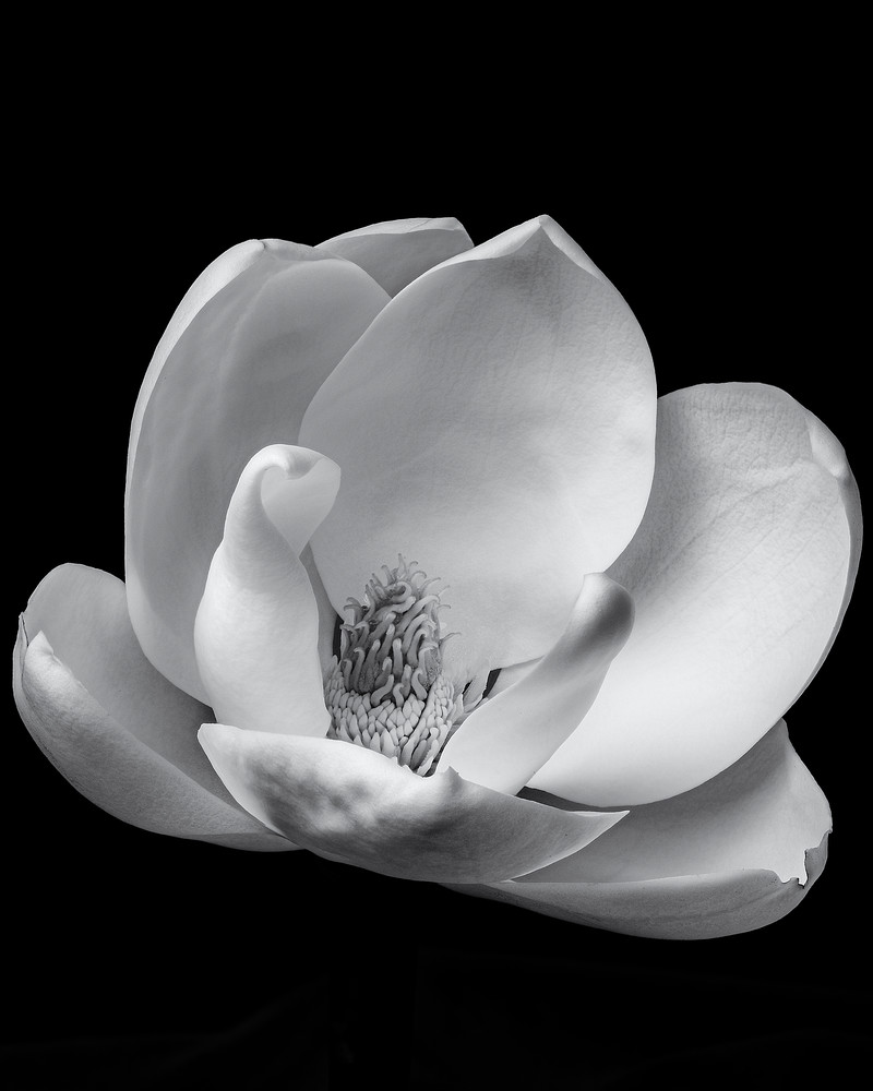 Magnolia Bloom 2 Art | James Patrick Pommerening Photography
