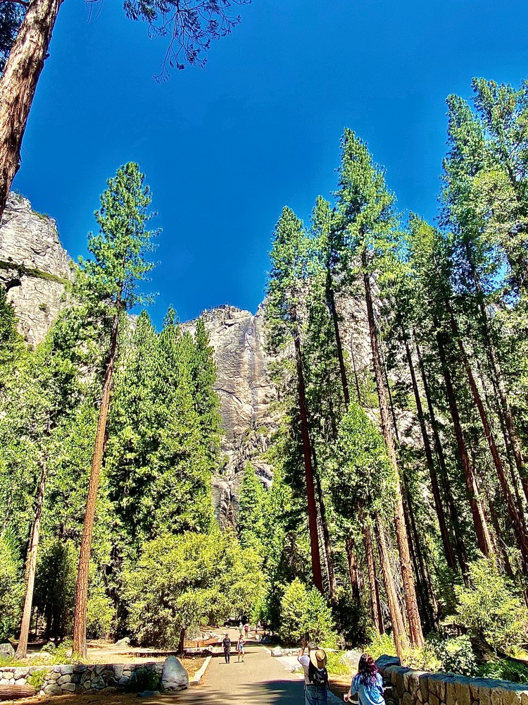 The Trees Of Yosemite National Park Art | Coat Of Many Colors